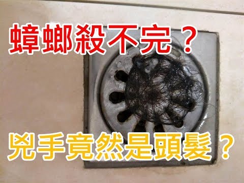 蟑螂永遠清不完？兇手竟是頭髮！！
