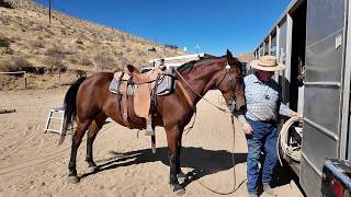 Ben - 16 Year Old Ranch Horse