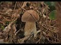 Comment faire pousser les cpes  how to grow ceps 