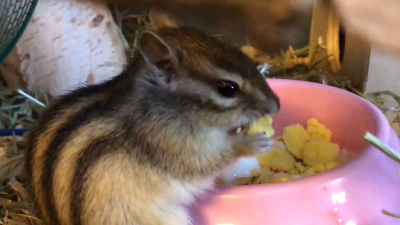 Chipmunks reaction to trying hard-boiled eggs!