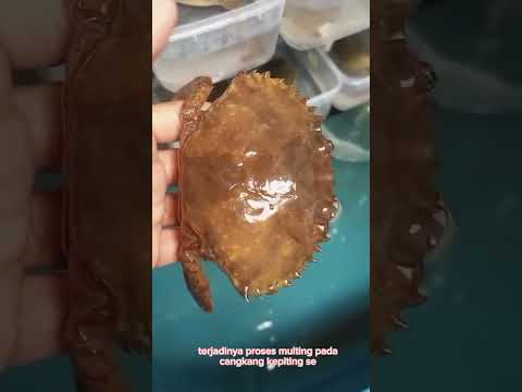 BUDIDAYA KEPITING SOKA DI HATCHERY UBB