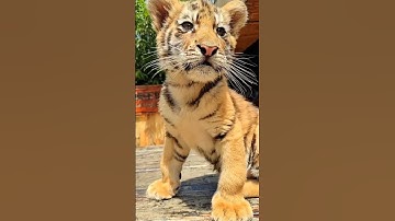 Beautiful Bengal Tiger Cub | Nouman Hassan |