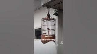 Branjangan Asterix dengan Materi Roll Tembak