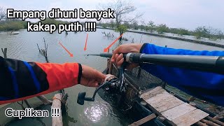 Ikan kakap/barramundi banyak ngumpul di tambak ini !!!! ..