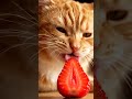 Cat Breathing Macro That Feels Alive