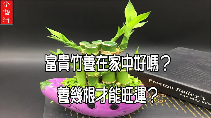 【风水植物】富贵竹阳仔家中好吗？该怎么养？养几根能旺运？ - 天天要闻