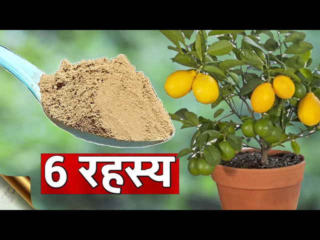 10 चमकदार नुस्खे: नींबू का पेड़ का ख्याल | Lemon Tree Care in Hindi