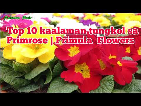 Video: Crocus: pagtatanim at pag-aalaga ng primroses