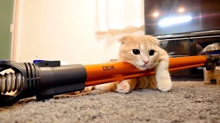 寝起きからダラける子猫の体勢が可愛すぎた。【マンチカン】