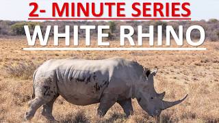 2 - Minute Series - Environment - White Rhinoceros || UPSC || IAS