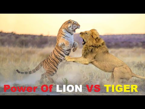 Power of Lion - Lion Vs Tiger Real Fight Best Footage