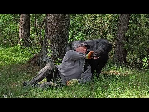видео: Жизнь в лесу с диким кабаном | Bushcraft