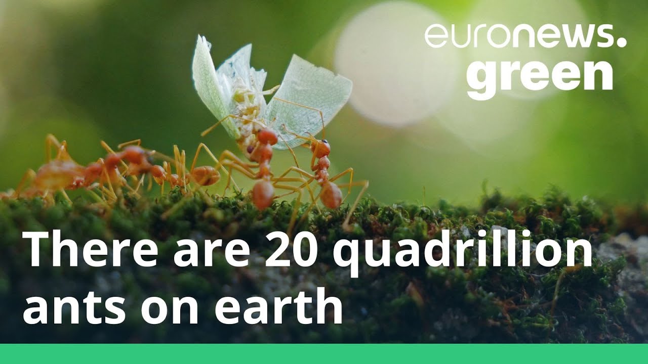 researchers-reveal-that-20-quadrillion-ants-are-crawling-on-the-earth