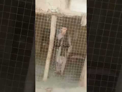 دوکاندار سړی دوکان کی بند کړی دی پولیسو دلاسه Viralvideo Duet Stitchtricks