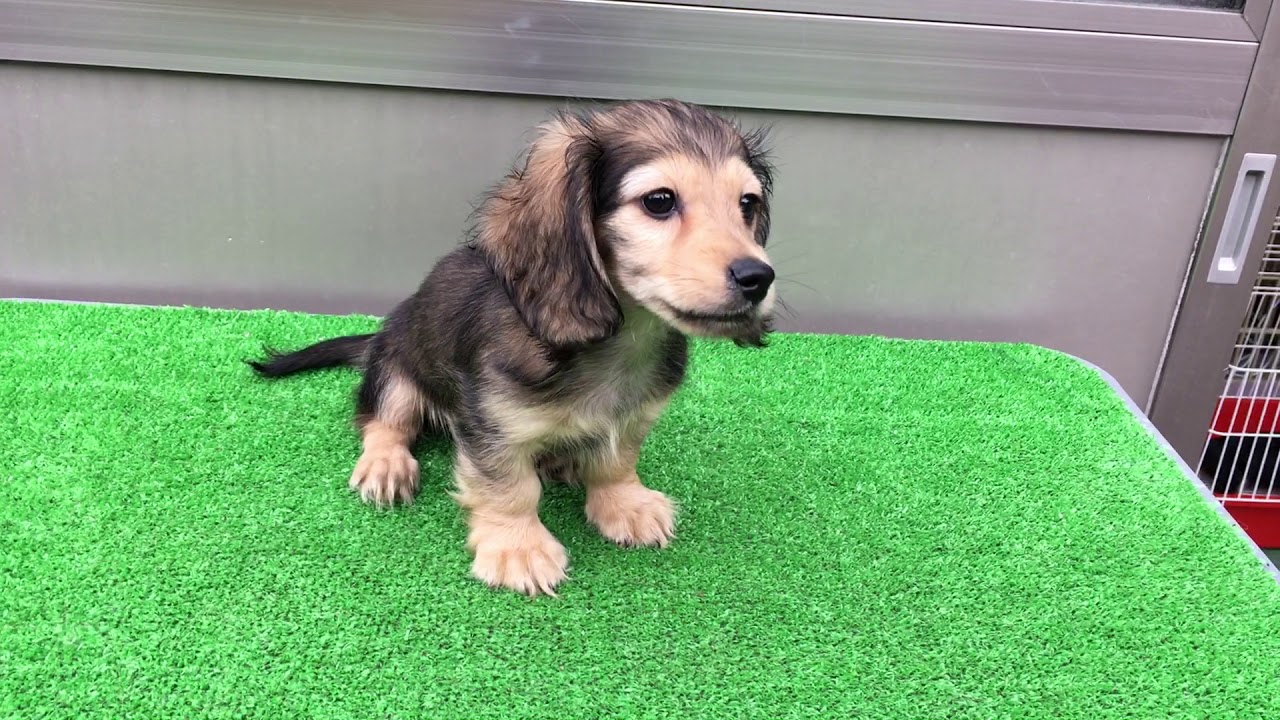 カニンヘンダックスフンド - 子犬や子猫たちのペット販売情報が満載