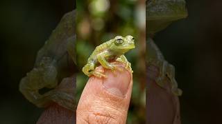 Tiny Transparent Glass Frog on Human Finger 🐸🤯 Ultra Realistic Macro Wildlife #shorts
