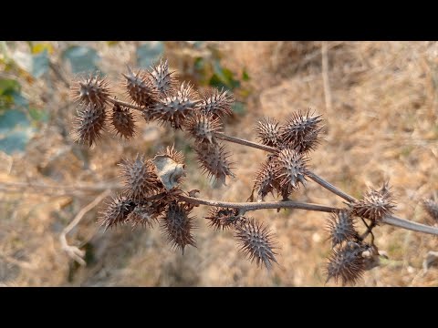 Video: Cocklebur (yrtti) - Cockleburin, Cocklebur-öljyn Ja Tinktuuran Hyödylliset Ominaisuudet Ja Käyttötarkoitukset. Thorny Cocklebur, Yleinen