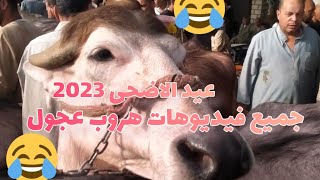 جميع فيديوهات هروب عجول عيد الأضحى المبارك 2023 مش هتقدر تمسك نفسك 🐄