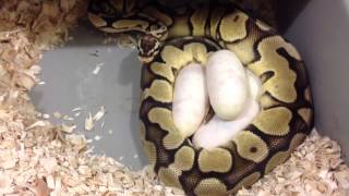 Famous Super Orange Dream Spider YellowBelly x Wizard (Pastel YellowBelly Orange Dream). Profile