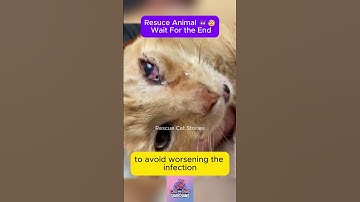 Rescue Cat - Wait for the end #CatRescue #RescueCat #cat #kitten #pets #rescue