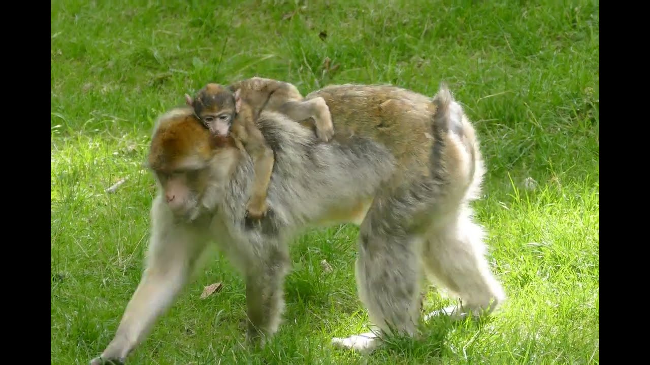 Monkey, barbary macaque, ape free stock video  Free for use & download