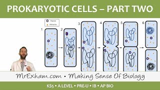 Prokaryotic Cells - Antibiotics, reproduction and pathogens - Post 16 Biology (A Level, Pre-U, IB)