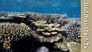 What is a Coral Reef? screenshot 2