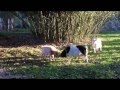 Ref:YapPHPqthBw Parc Animalier La Pommeraie, Finist�re