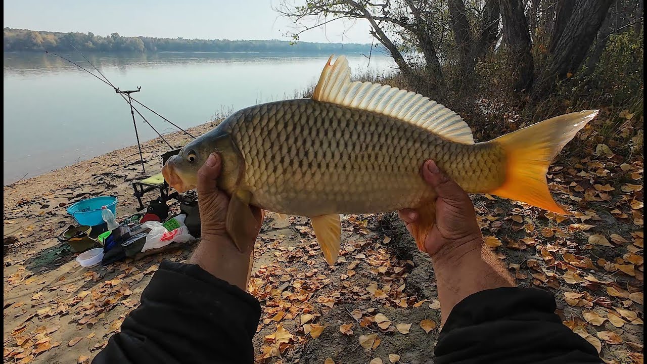 Dunai pontyos horgász kaland . Benzar Method Lake harca a dunai pontyokkal.11 ponty, pár paduc.