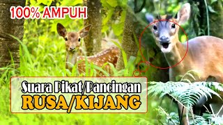 #Suara Pikat Pancingan K1J4NG RvS4 Original cocok untuk b3rbu