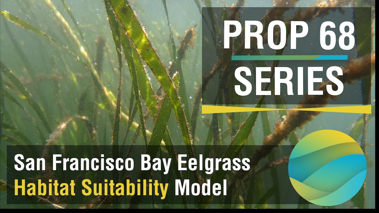 Episode 3 - Eelgrass Habitat Suitability Model