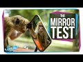 Is The Mirror Test Just a Reflection of Human Nature?