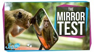 Is The Mirror Test Just a Reflection of Human Nature?