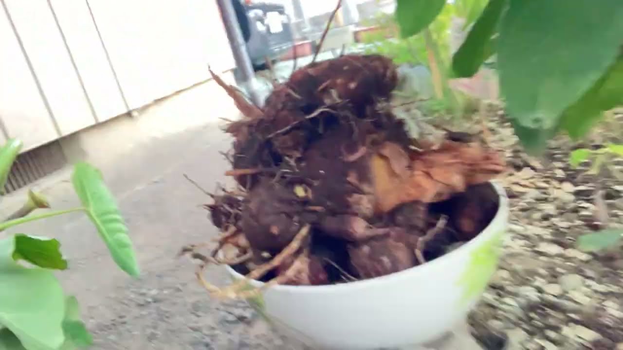 Harvesting Gabi root or Taroroot in english👍feeling blessed