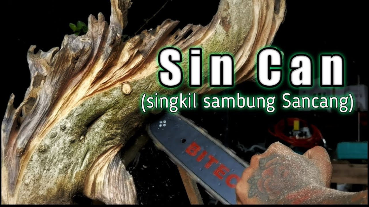 Tehnik carving gaya bunjin bonsai wacang