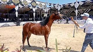 الحصان العربي الأصيل  أجمل خيول العالم  اسعار الخيل العربي على مستوى العالم