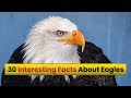 Top 30 Amazing Facts About Eagles