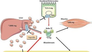 Regulation of Iron absorption in the body; Ferroportin, Divalent metal transporter 1  DMT1, Hepcidin