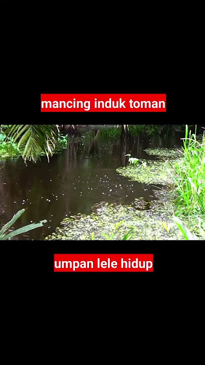 Mancing babon toman pakai lele hidup #shorts