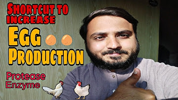 How to increase Egg Production || Use of Protease Enzyme in Poultry Feed🐔🥚🥚#docvlogs