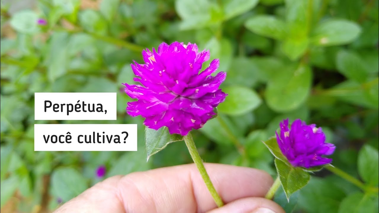 Cultivo da flor PERPÉTUA: dicas e curiosidades - thptnganamst.edu.vn