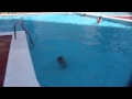 Matthew Tonks dive and swim