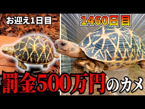 世界のカメ分布チェックリスト　貴重 世界のカメ分布チェックリスト 貴重
