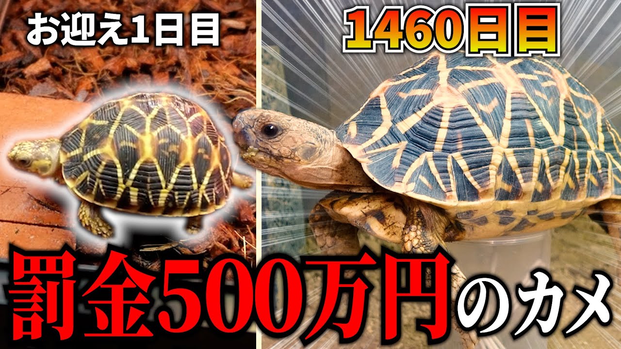 リクガメ等に使用してました！ 中古のインキュベータ（爬虫類） 新入荷】エロンガータリクガメ等カメ盛り沢山！ : 爬虫類倶楽部