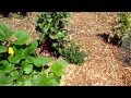 Squash as a Living Mulch | Conserve Water | Suppress Unwanted Weeds | Create Micro Climates