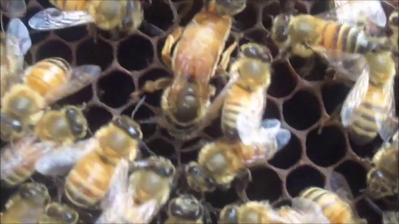 RATU Lebah Madu Apis Mellifera QUEEN BEE YouTube