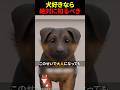 ㊗️200万回再生‼︎ 犬の尻尾を切る行為がもたらす“致命的リスク”とは