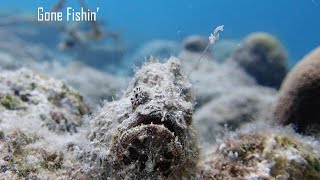 Frogfish Lure