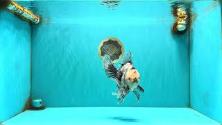 A Grade Marble Oranda Male 6.5-7 inches #072426OR_09