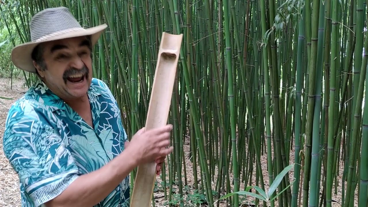 Botanikus a konyhában - 90. A bambusz I.